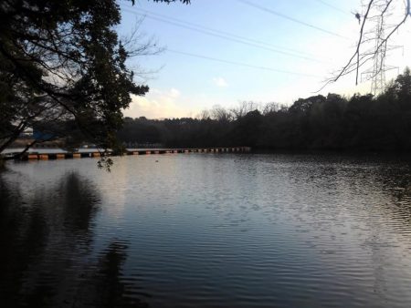 大安トラウトレイク 釣果